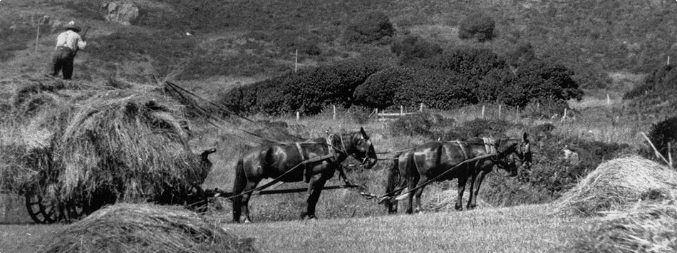 Haying at the White Gate Ranch