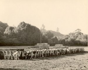 Marin County - West Marin